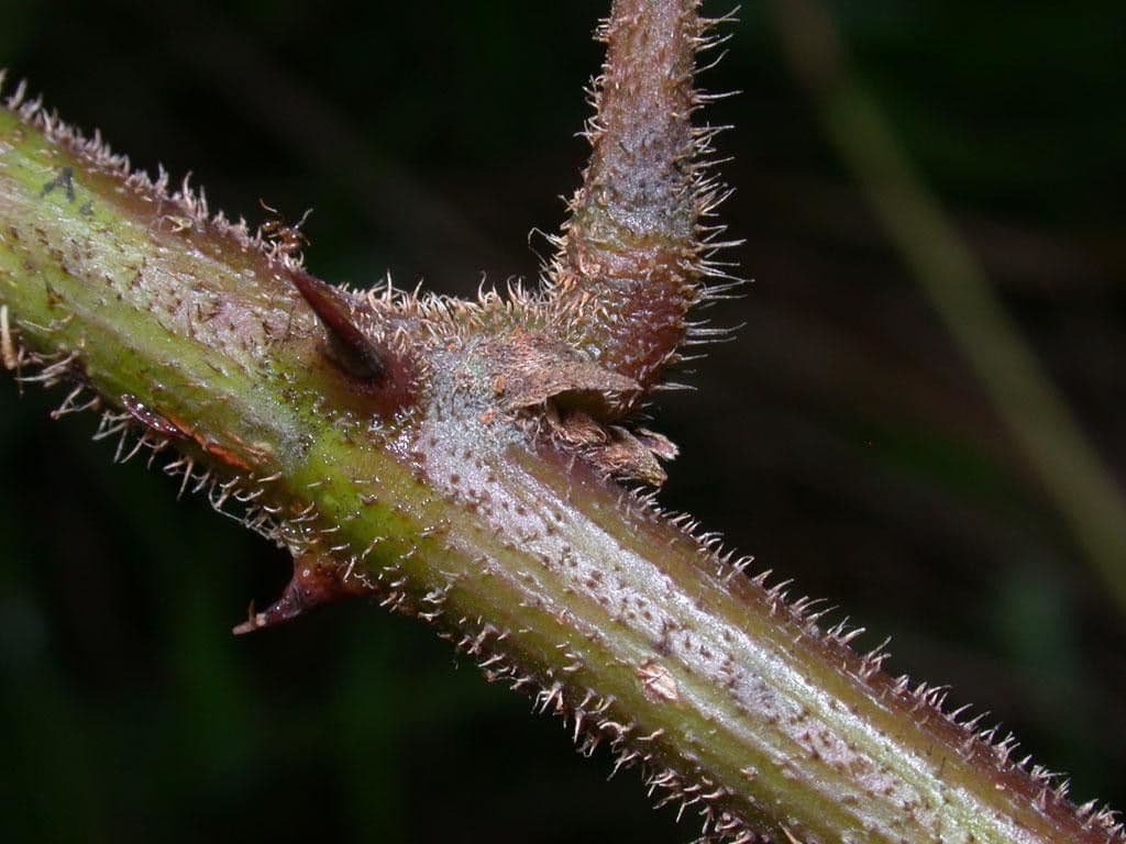 Mimosa 16