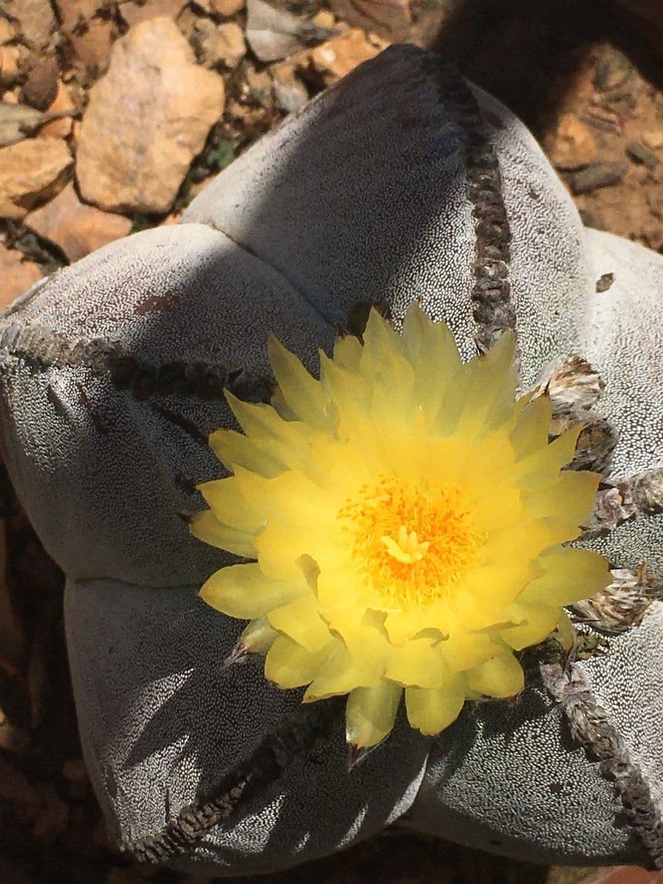 Astrophytum 9