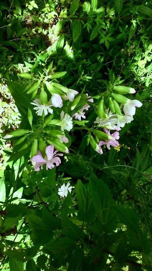 Saponaria comune 13