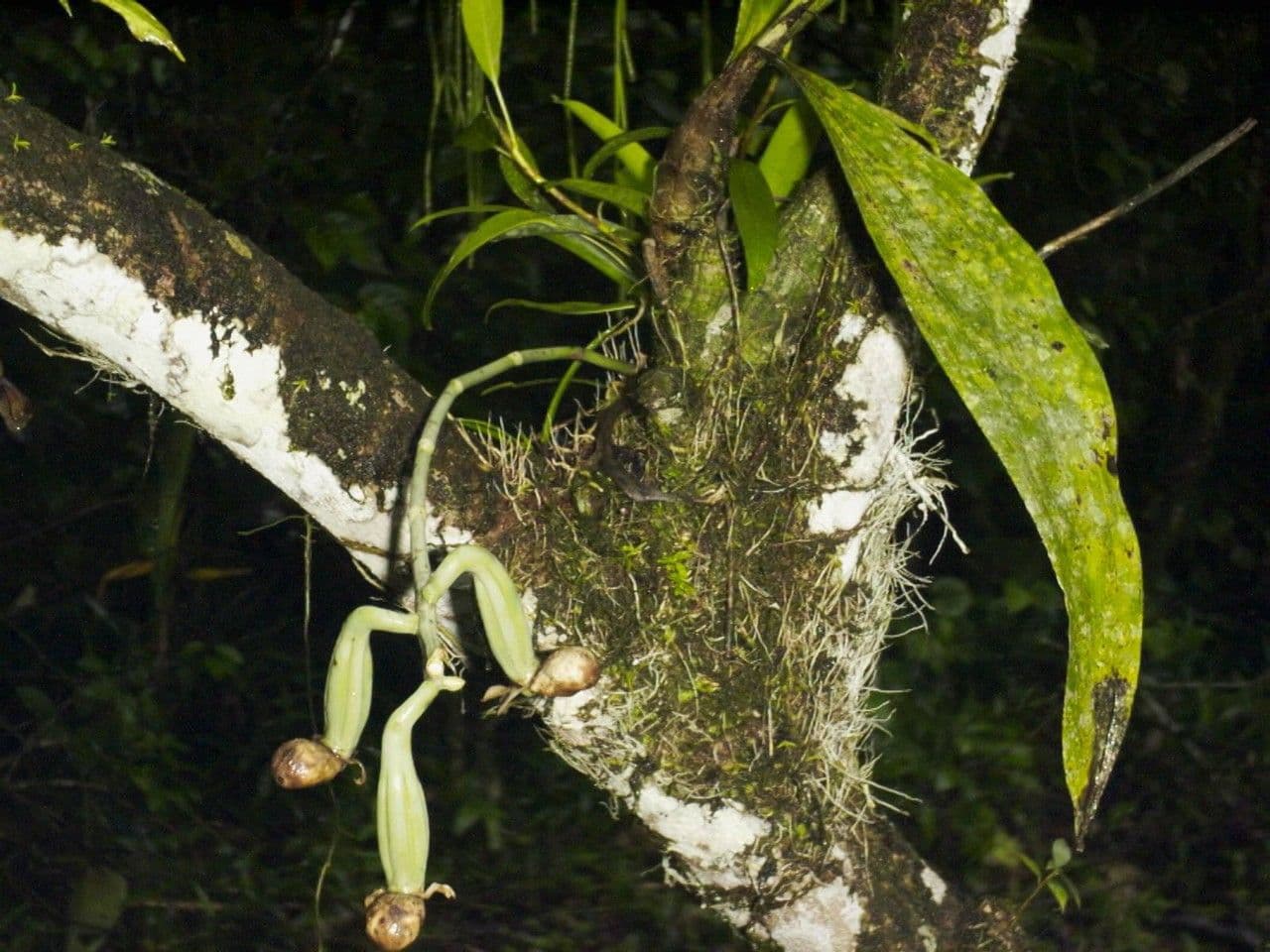 Catasetum maculato 24