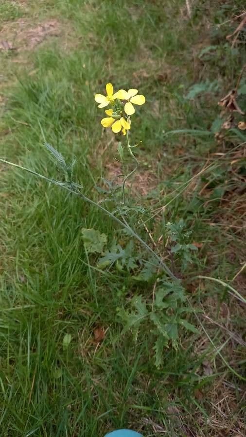 Bunias erucago 15