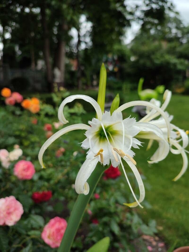 Hymenocallis 5