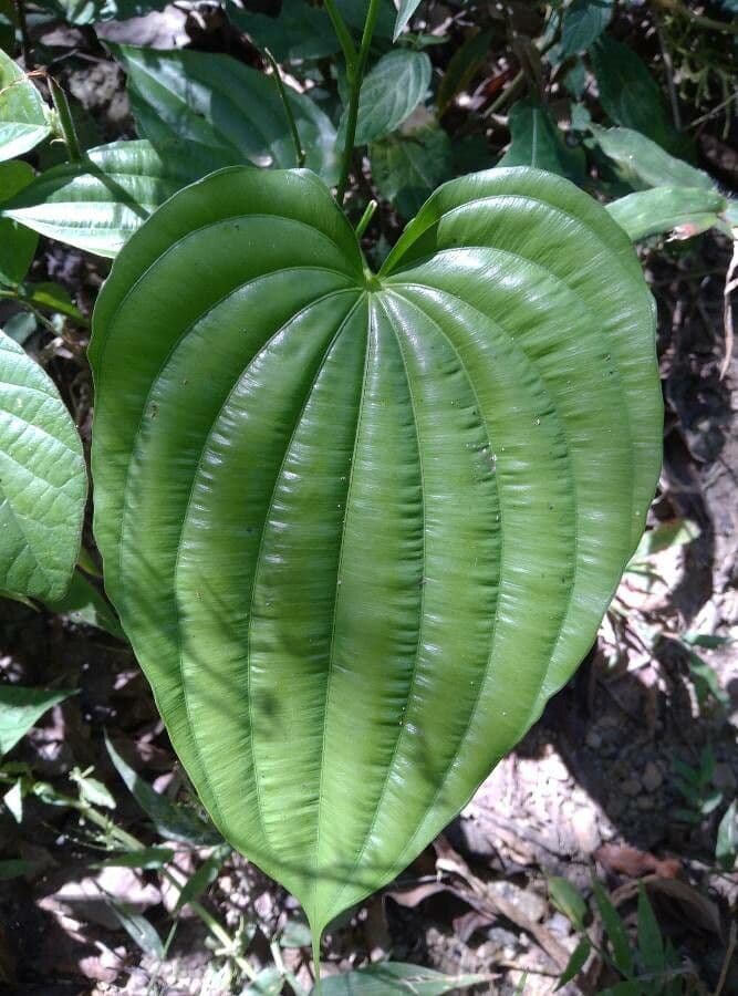 Dioscorea villosa 19