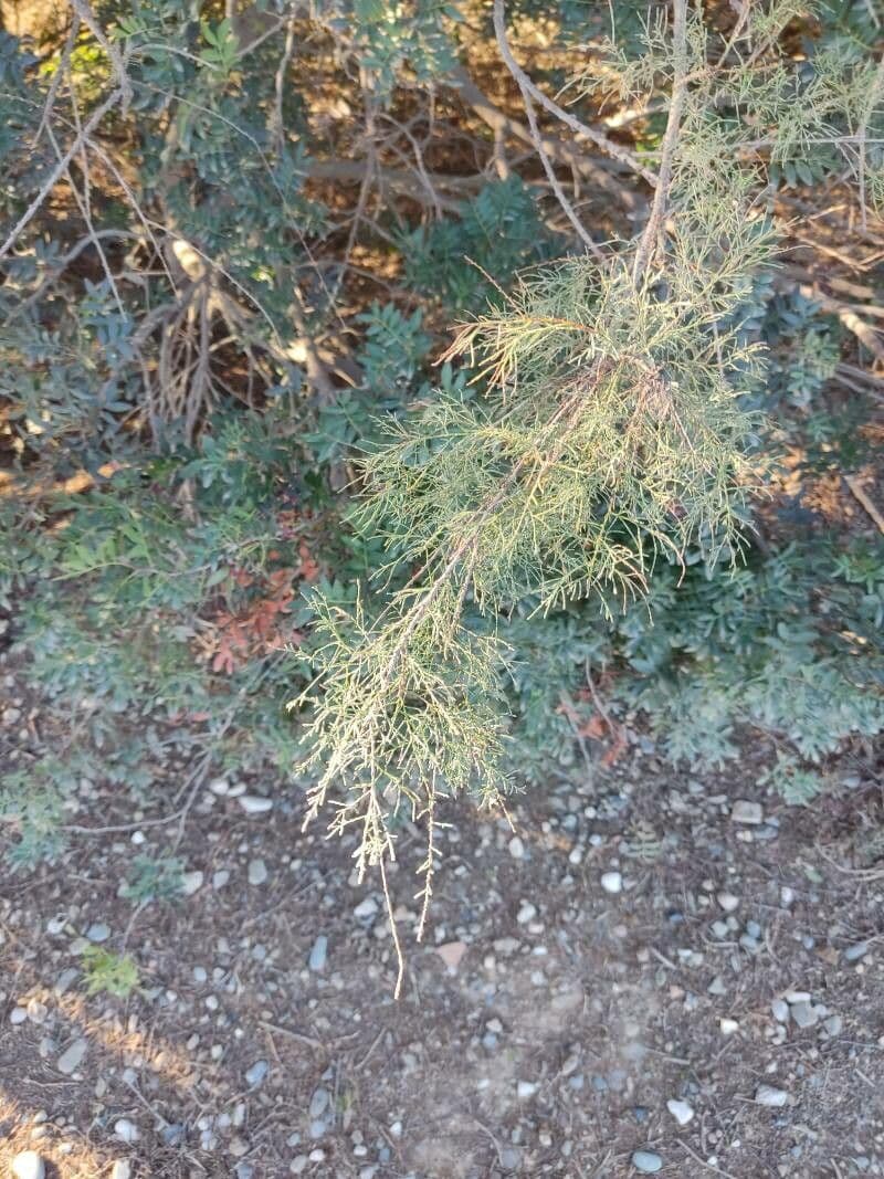 Kanaren-Tamarisk 20