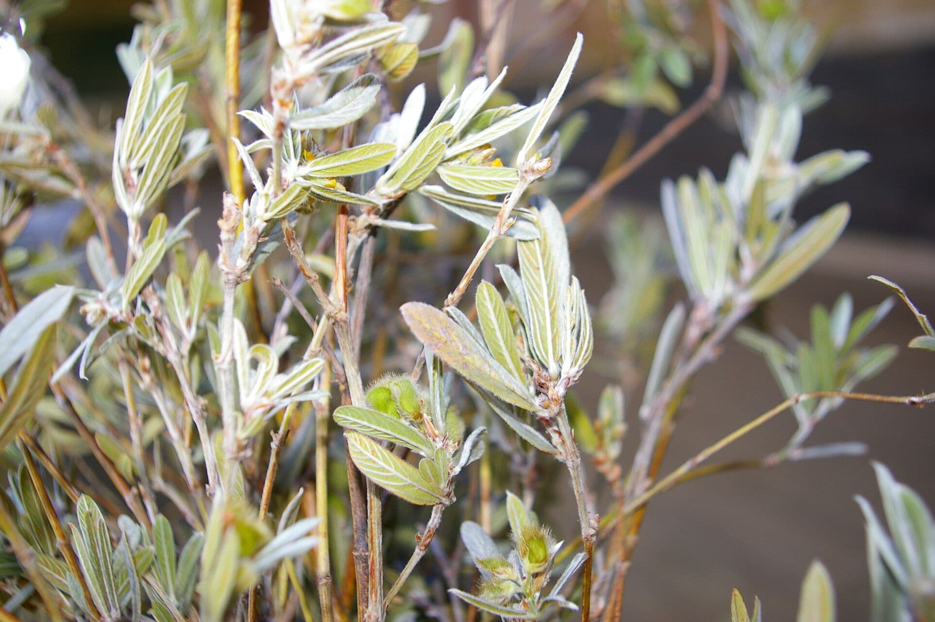 Eriosema 9