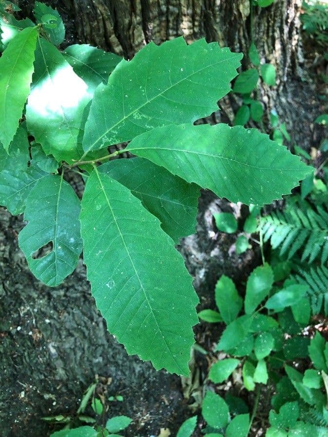 Castagno americano 16