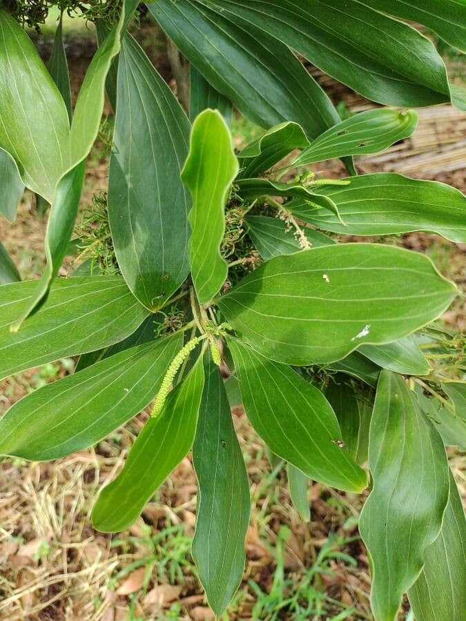 Akacja mangium 7