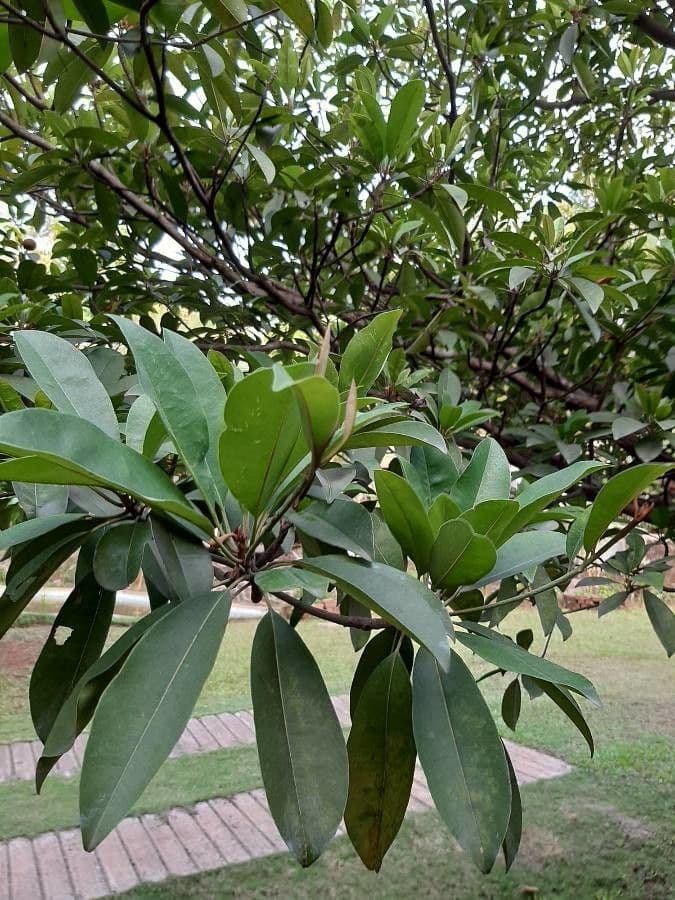 Sapodilla 20