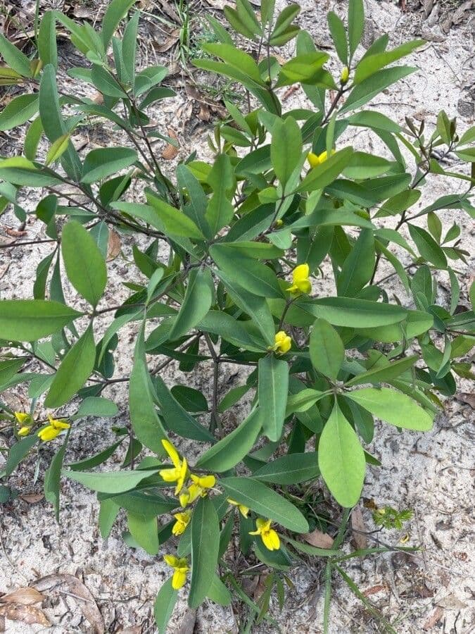 Baptisia lanceolada 2