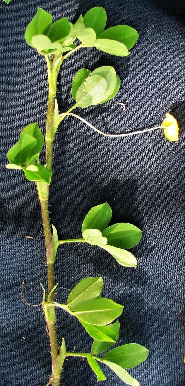 Arachis pintoi 20