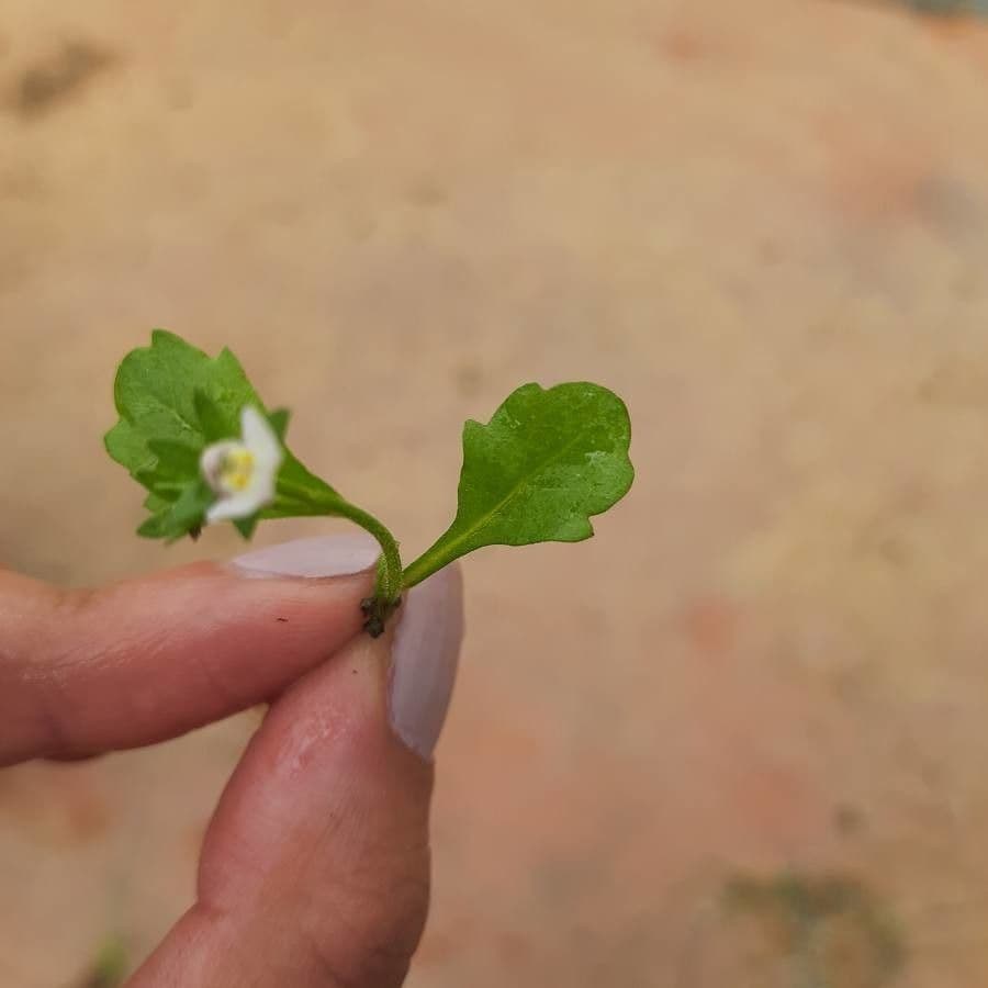 Mazus pumilus 10
