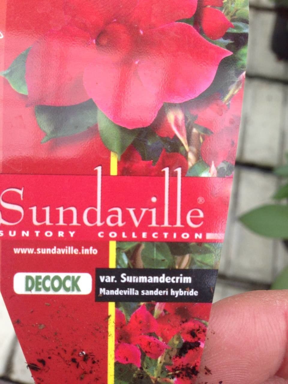 Mandevilla 26