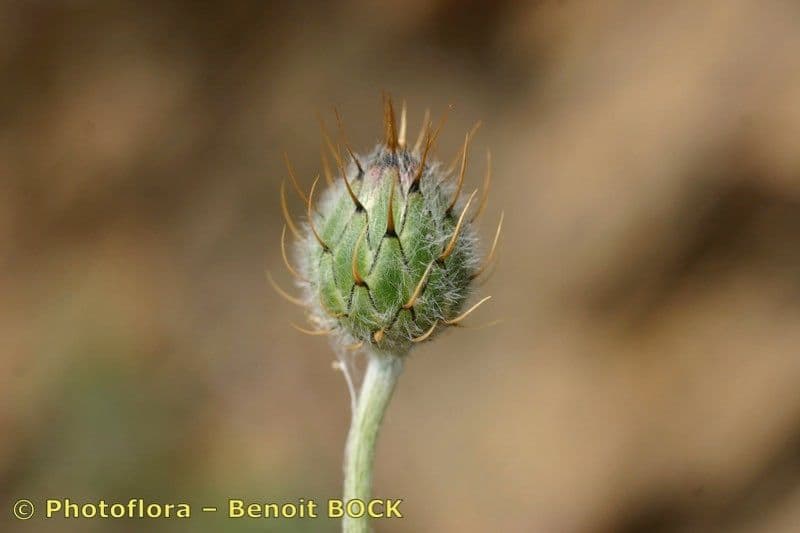 Volutaria spinosa