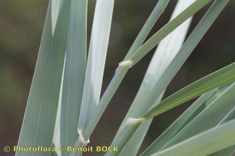 Arundo 10
