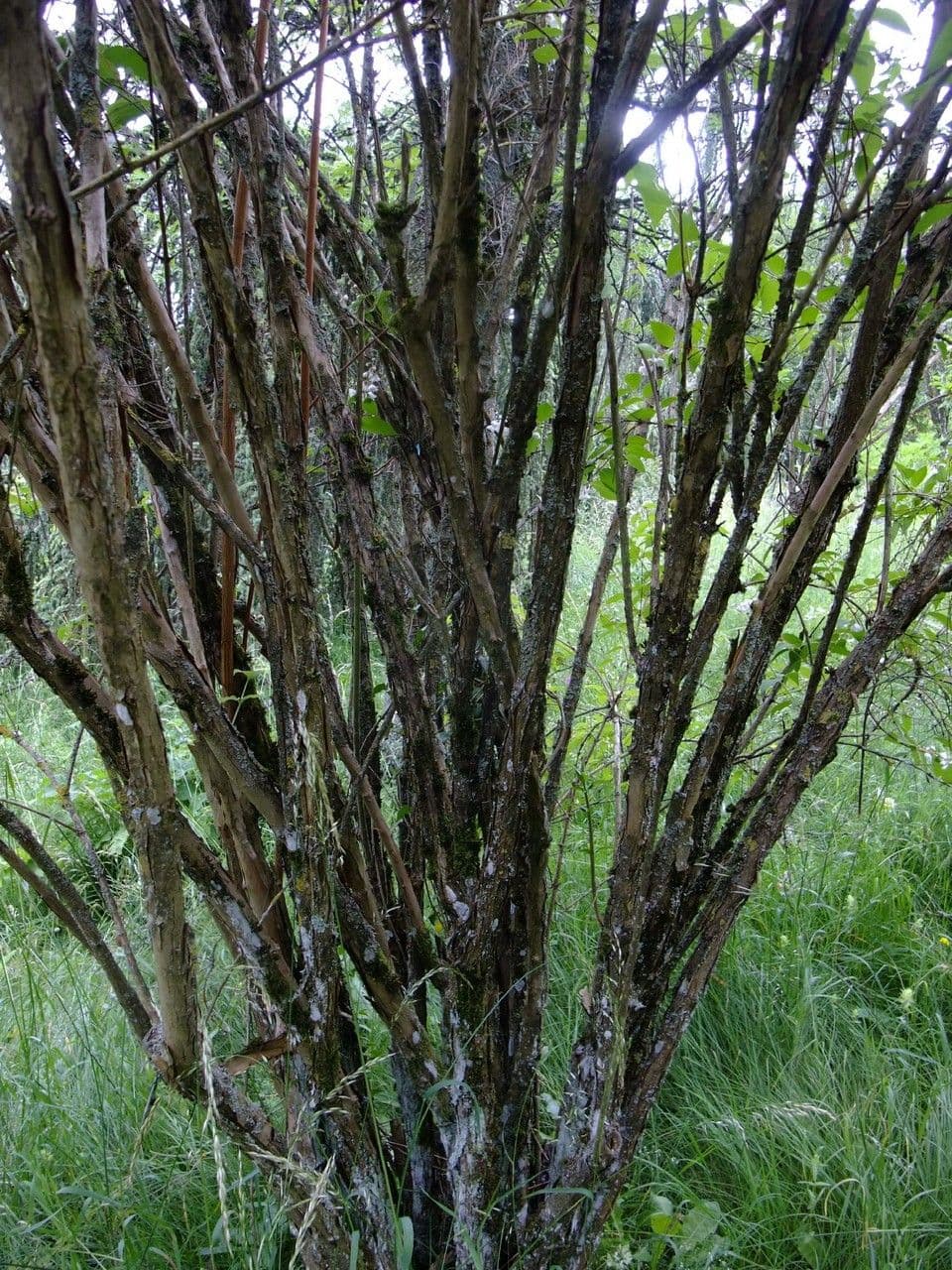 Deutzia scabra 25