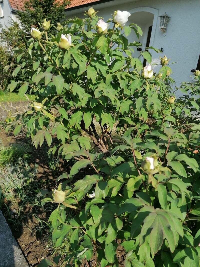 Peonia mascula 14