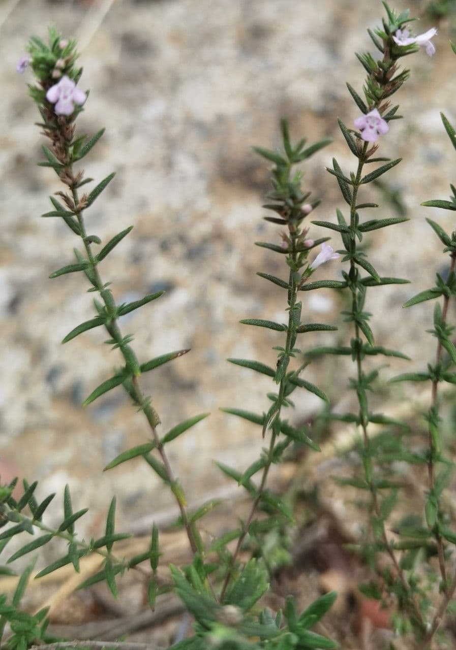 Micromeria greca 12