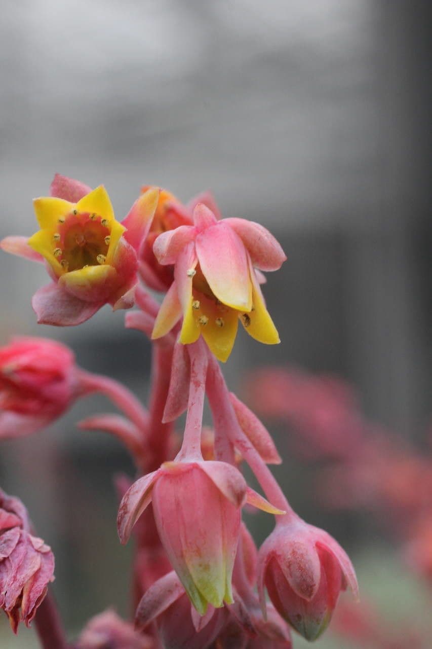 Echeveria elegante 6