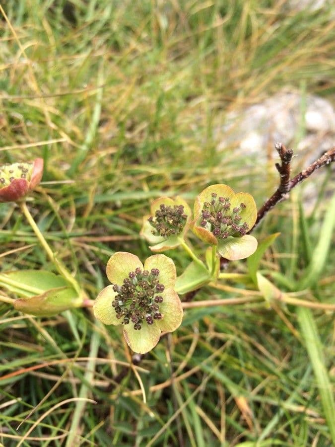 Bupleurum angulosum 3