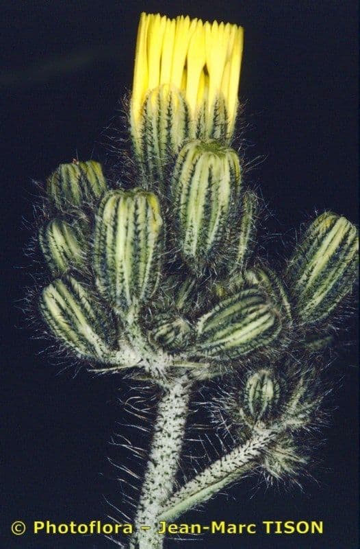Pilosella caespitosa 19