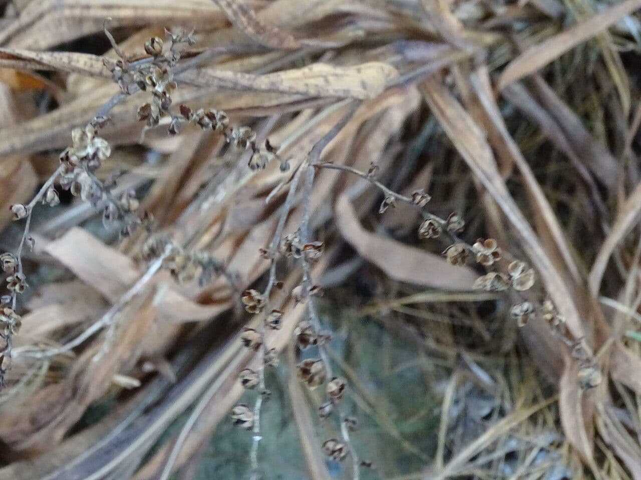 Montbretia 4