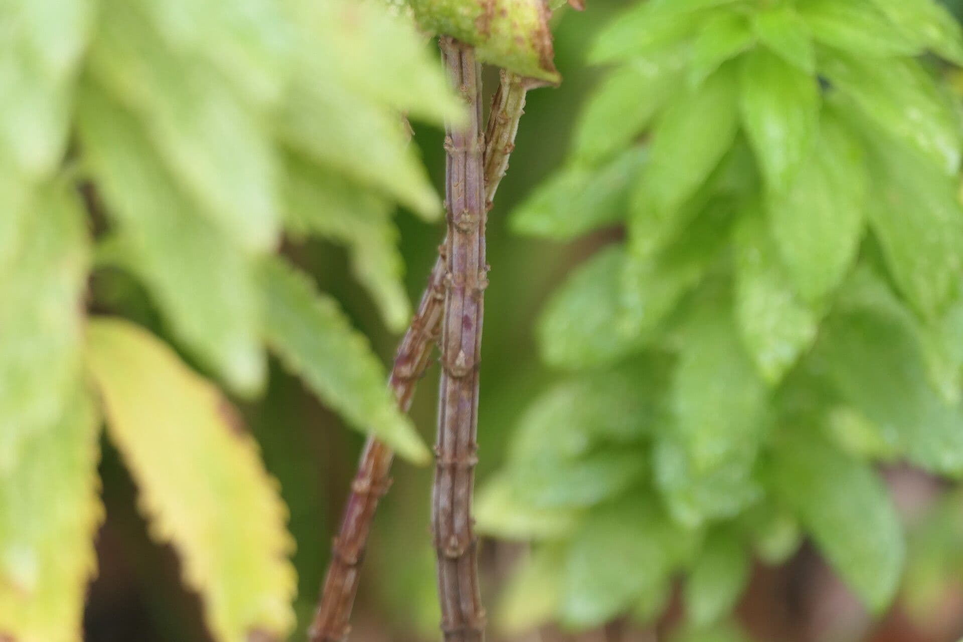 Coleus 4