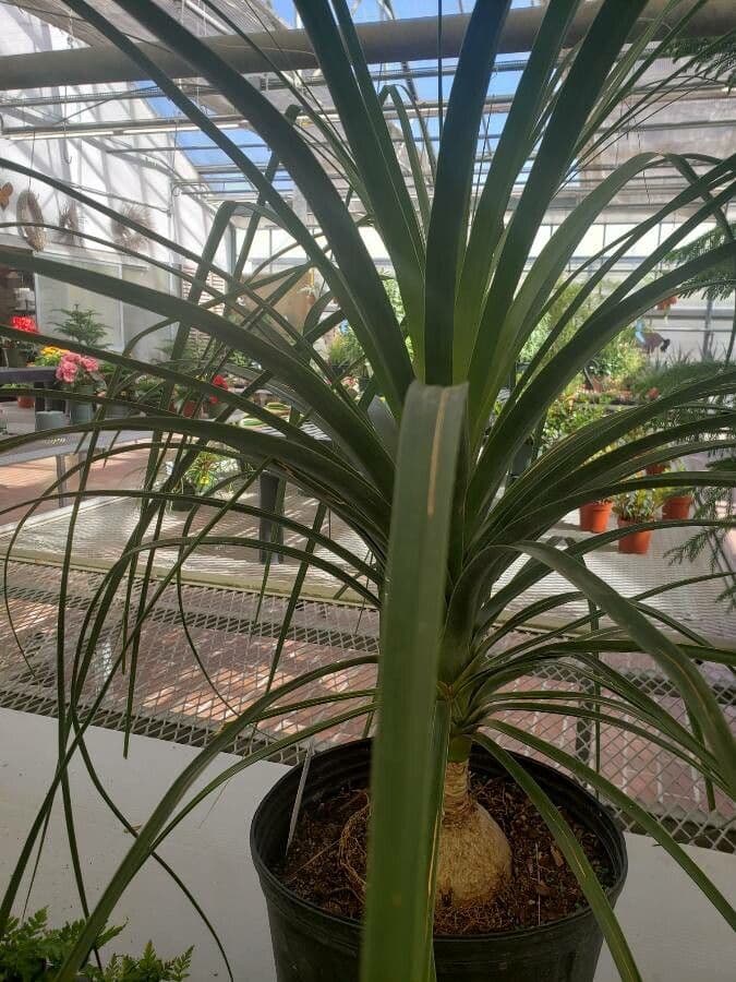Beaucarnea 12