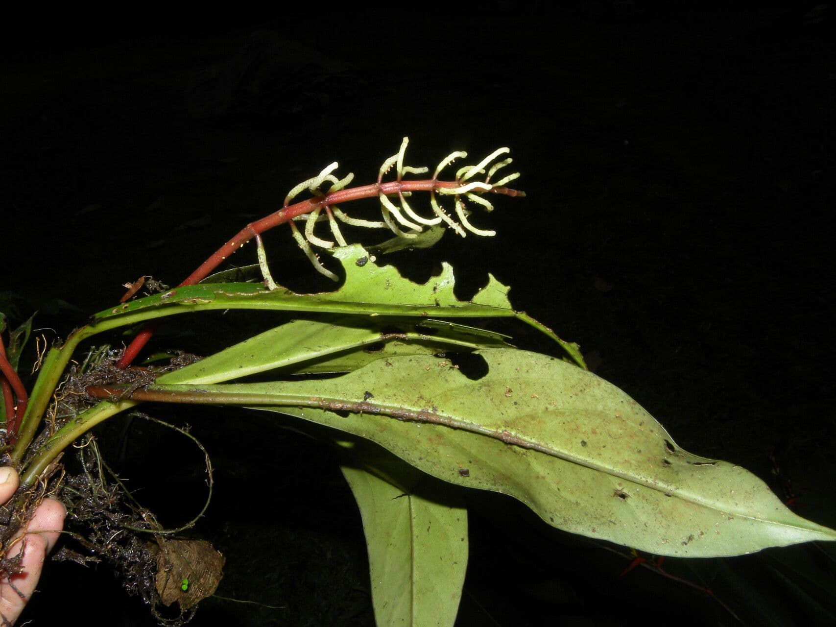 Peperomia 2