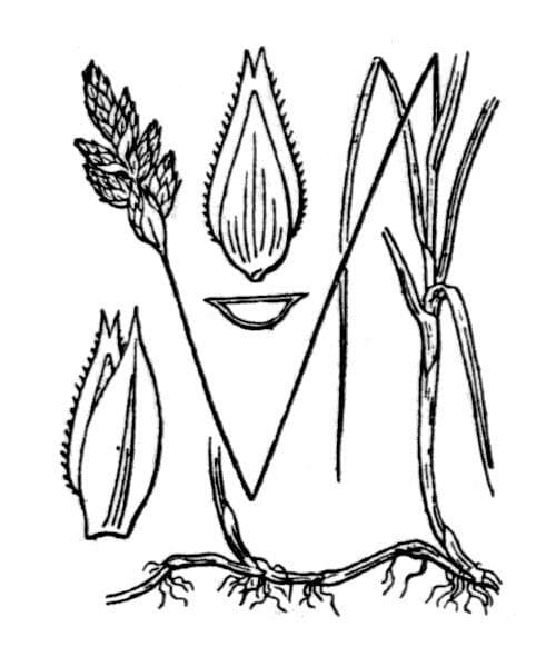 Carice della Colchide 20