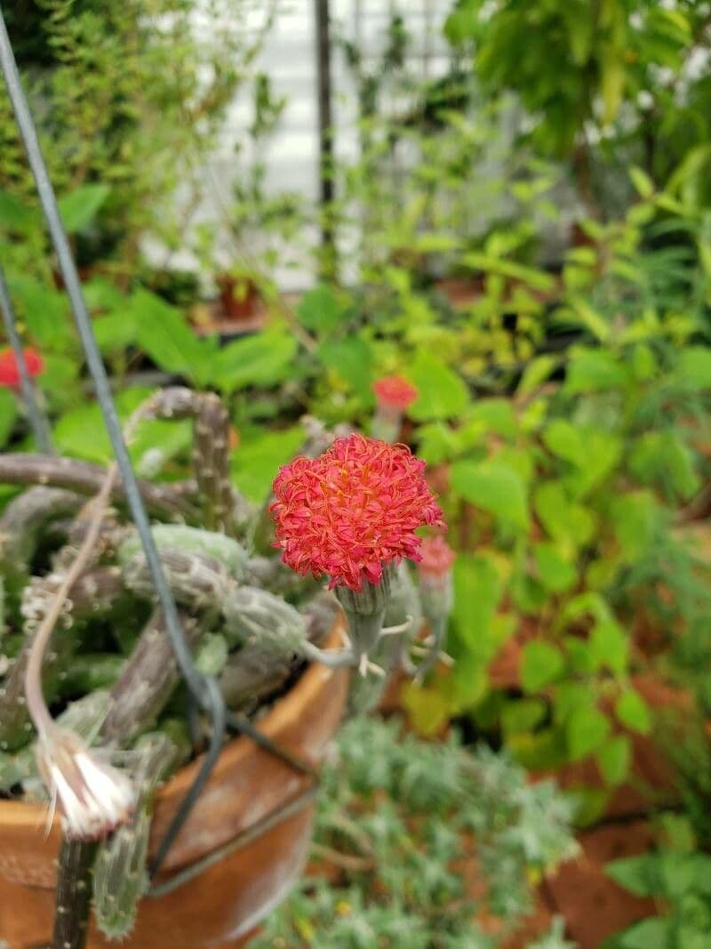 Kleinia 3