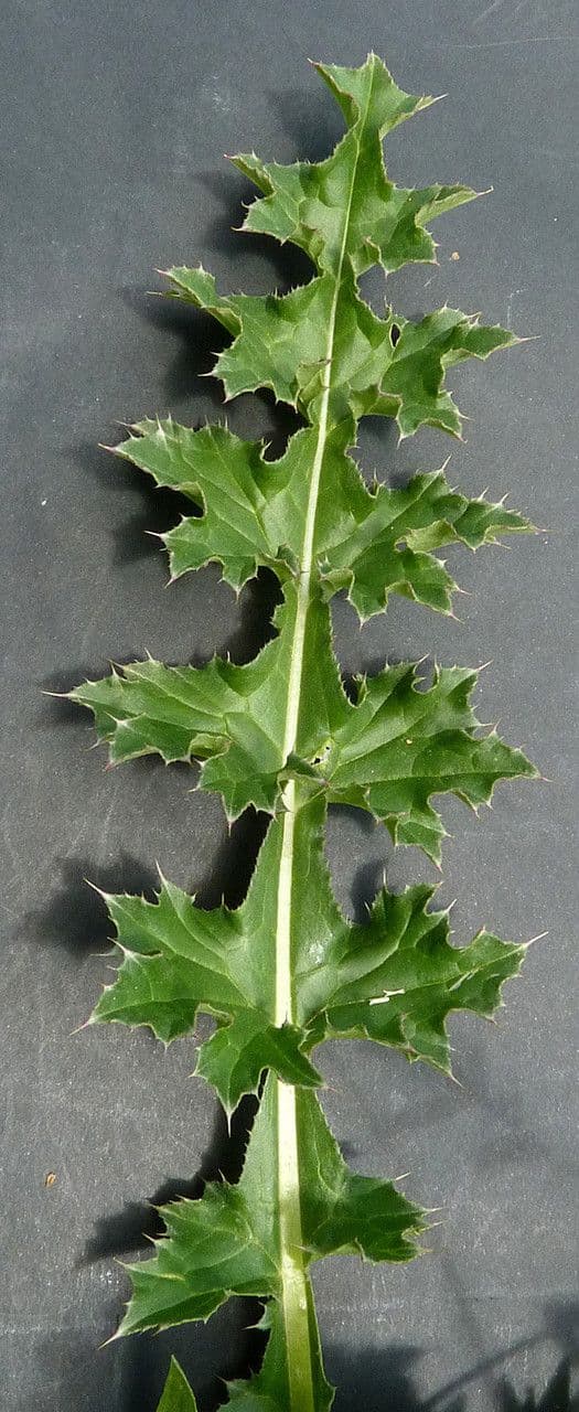 Weg-Distel 30