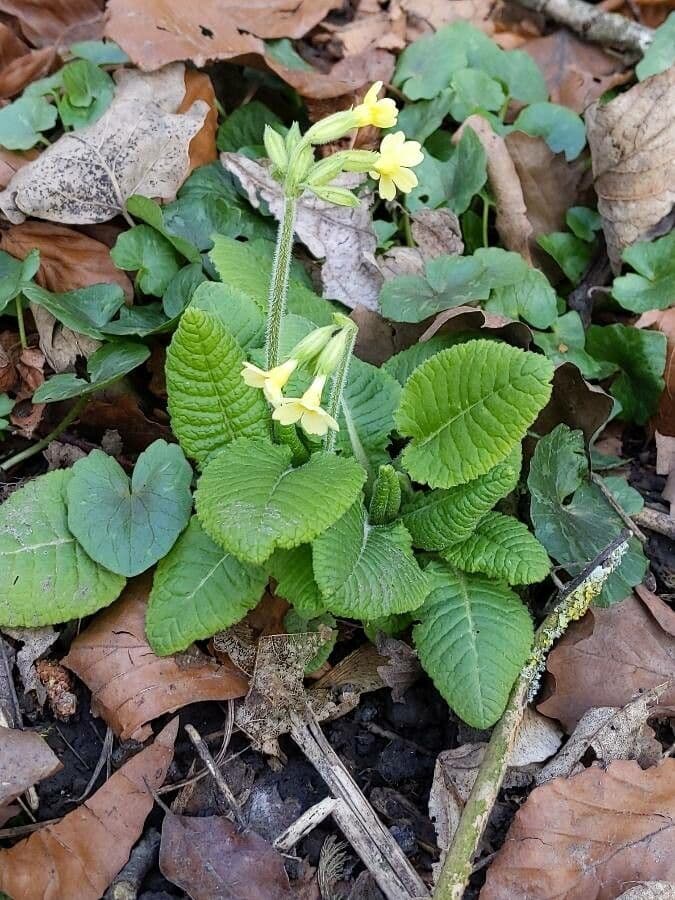 Primula maggiore 12