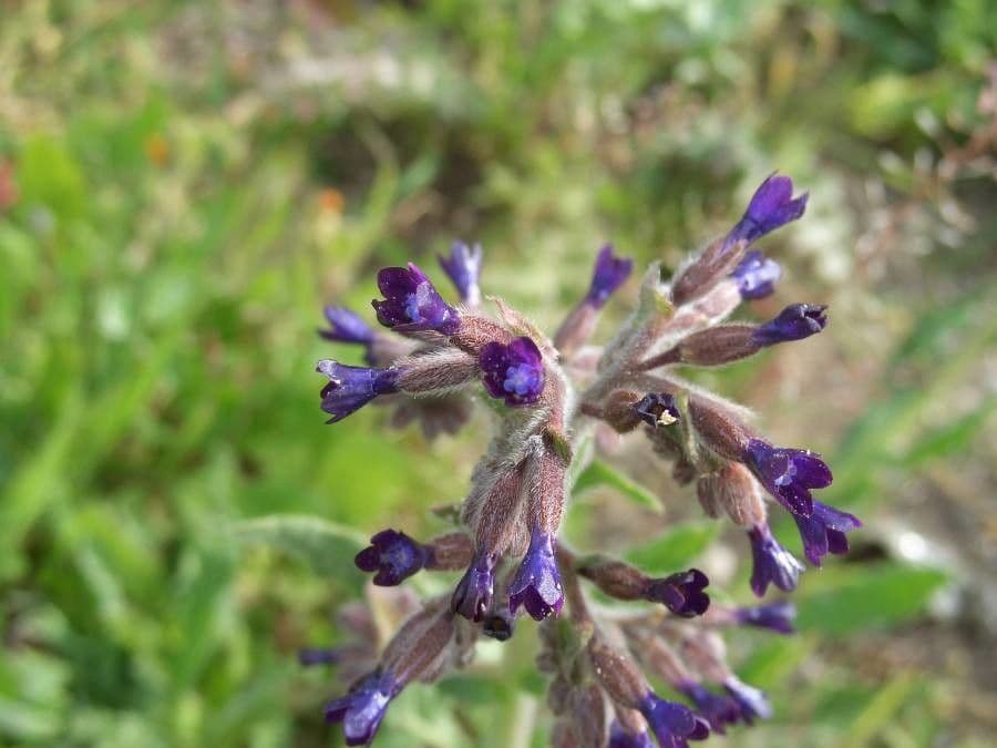 Buglossoide ondulata 4