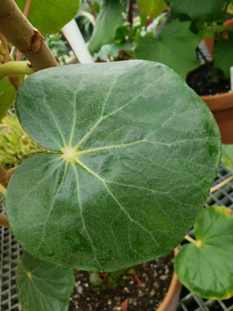 Begonia 2