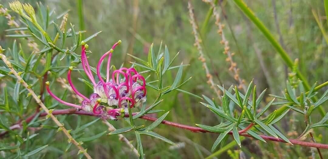 Dornblatt-Grevillea