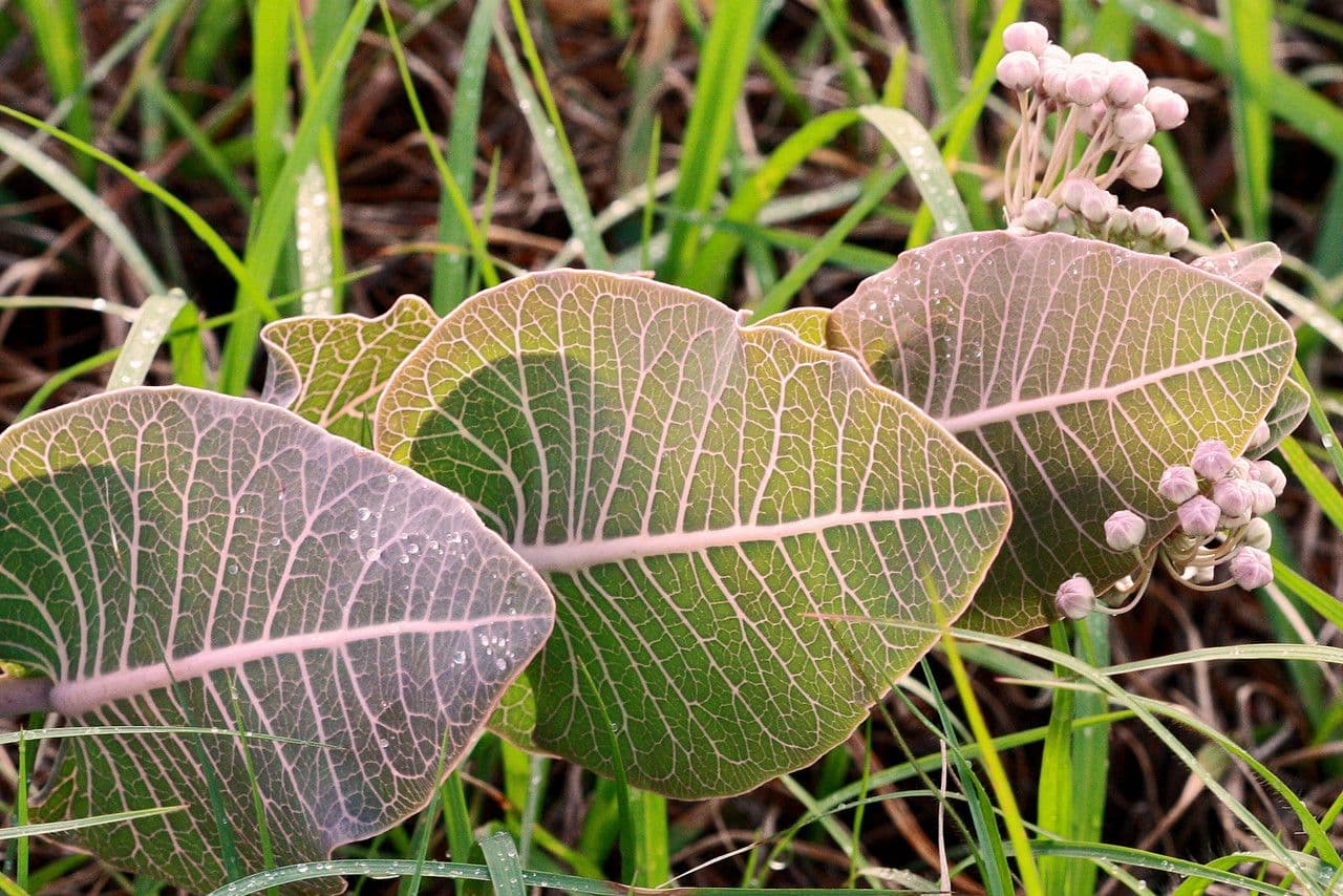 Asclepias 9