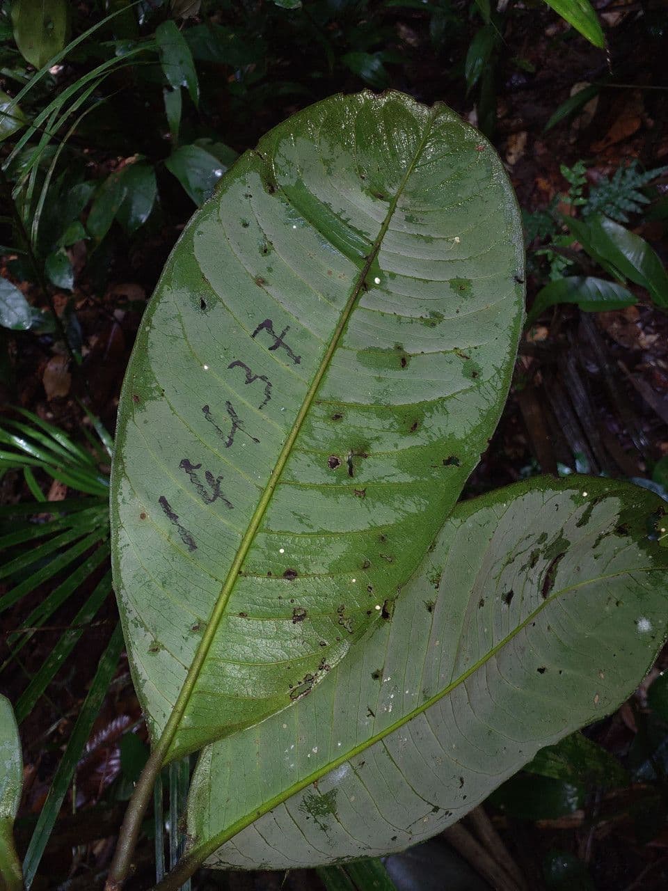 Eschweilera 3