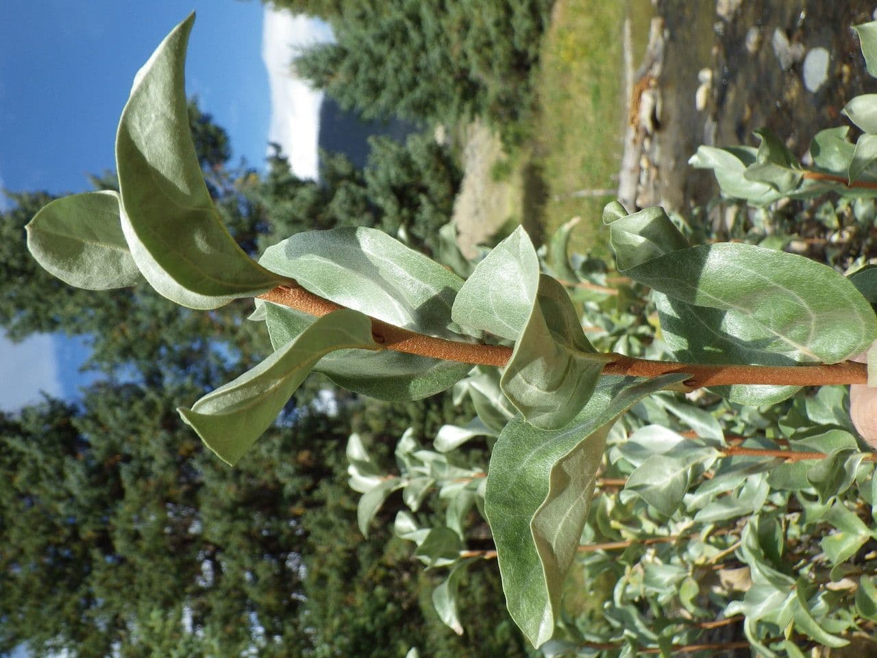 Hlošina stříbrná 13