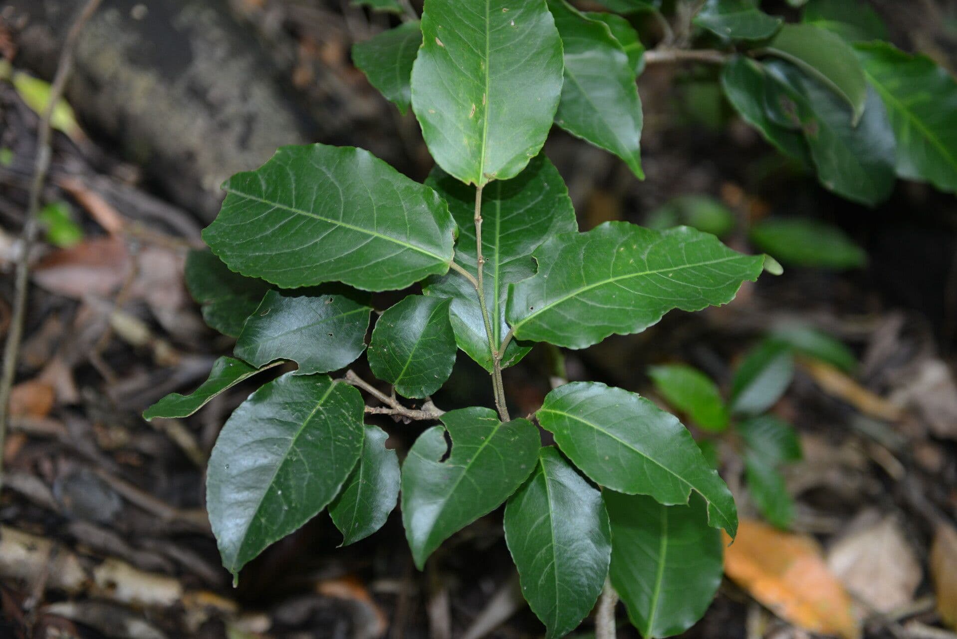 Croton 6