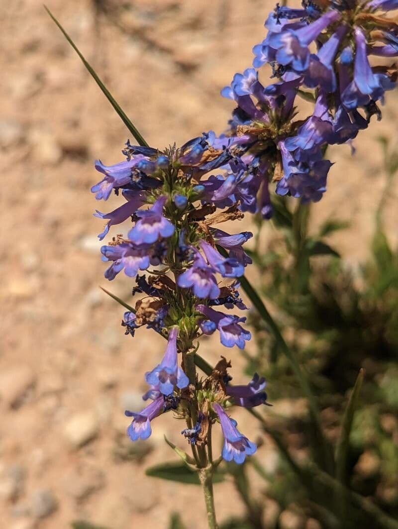 Penstemon štíhlý 5
