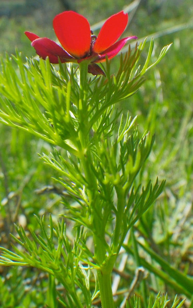 Adonide estiva 23