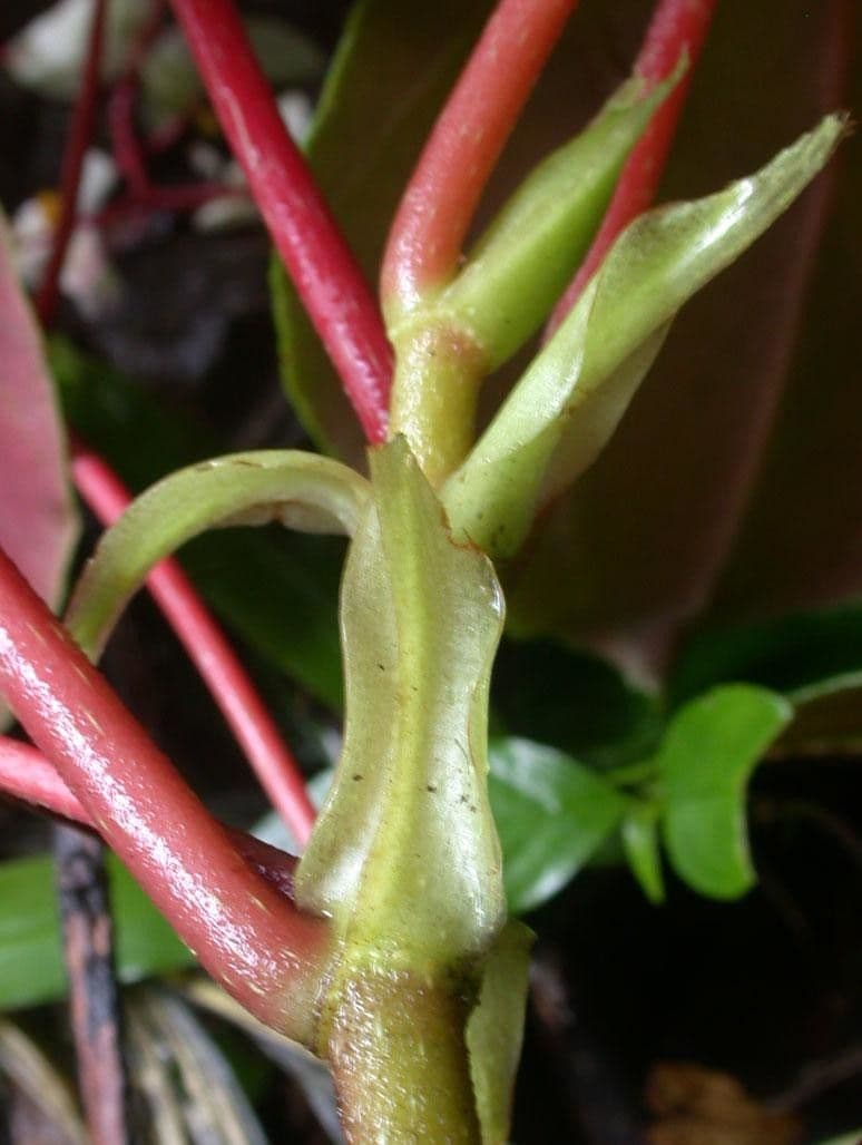 Begonia 19