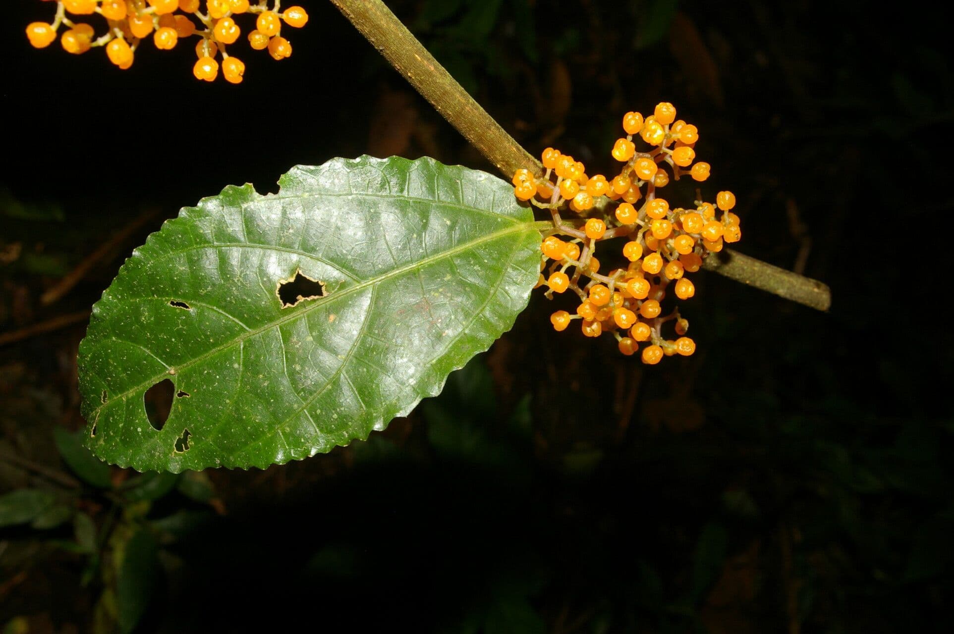 Urera lianiforme 6