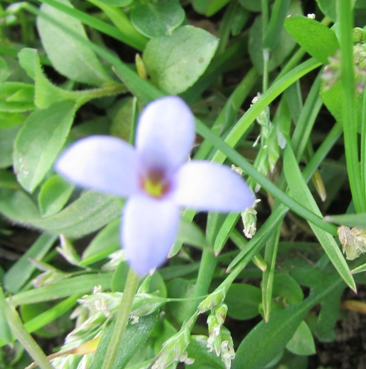 Houstonia minuta 6