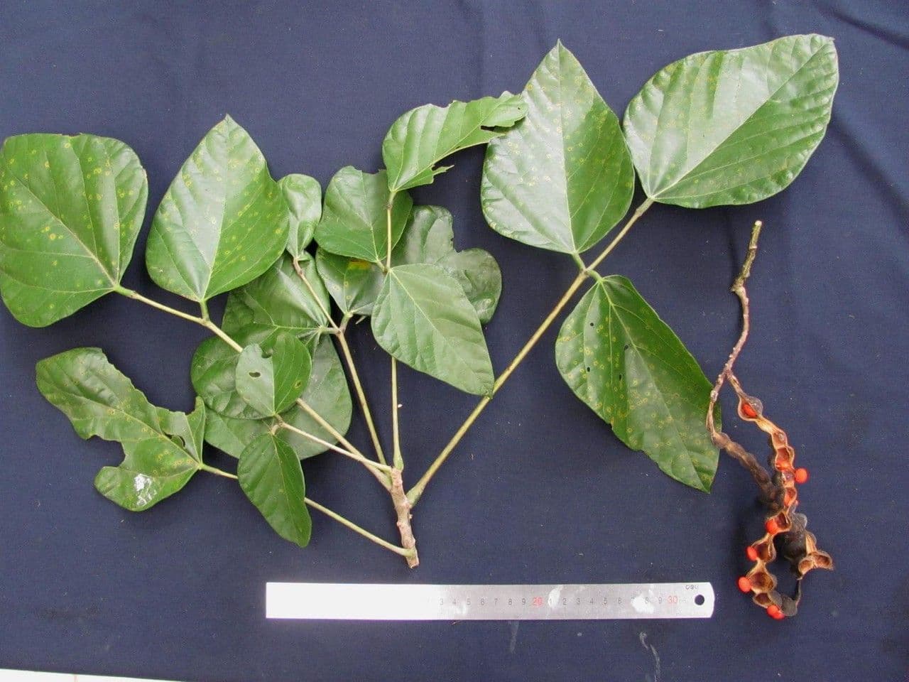 Erythrina 13