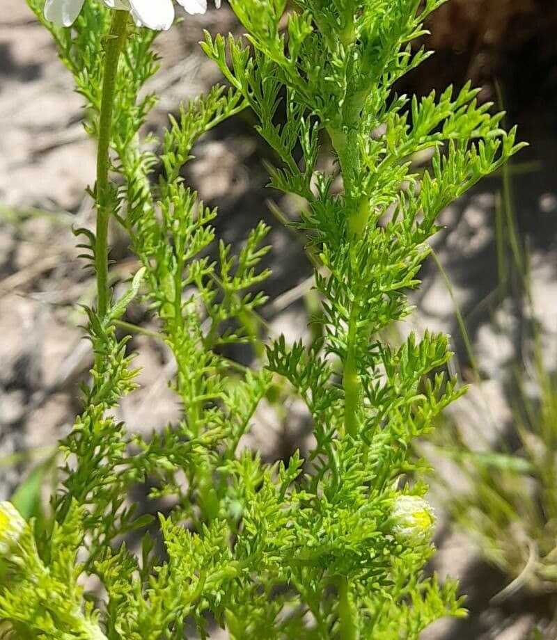 Camomilla fetida 16