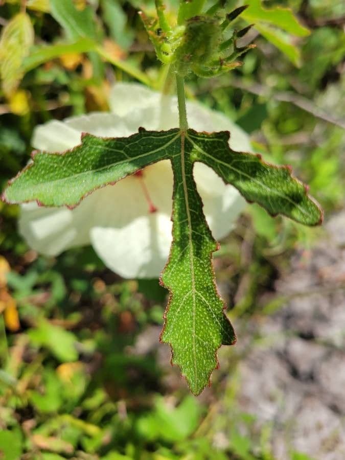 Hibiscus à aiguillons 14