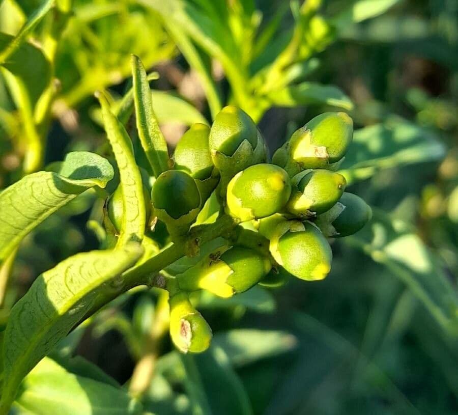 Cestrum 3