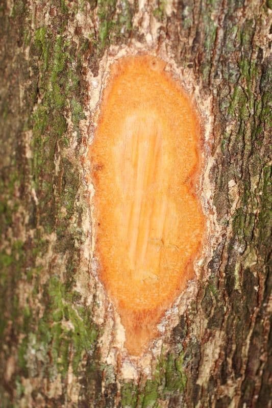 Andira 10