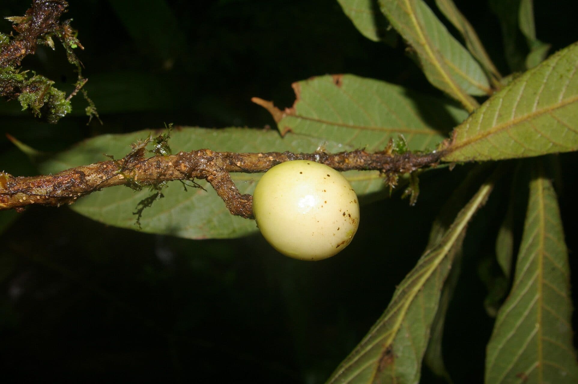 Meliosma 2